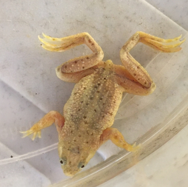 Zierfischzüchterei Schau - Goldener Zwergkrallenfrosch, Hymenochirus curticeps